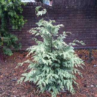 Chamaecyparis lawsoniana 'Luna'