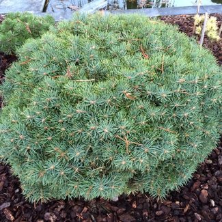 Abies concolor 'Mike Stern'