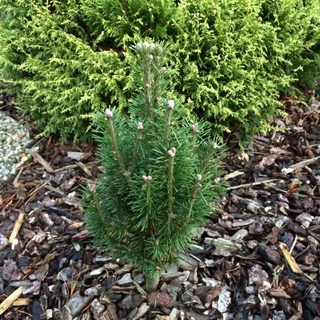 Abies siberica 'Lukasz'