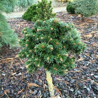 Abies fraseri (koreana) 'Arat'