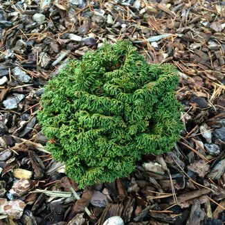 Chamaecyparis obtusa 'Gemstone'