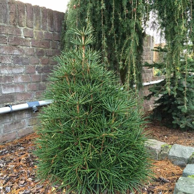 Sciadopitys verticillata 'Grüne Kugel - selektion