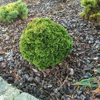 Chamaecyparis obtusa 'Wiel's Baby'