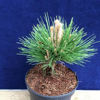 Pinus thunbergii 'Emery's Dwarf'