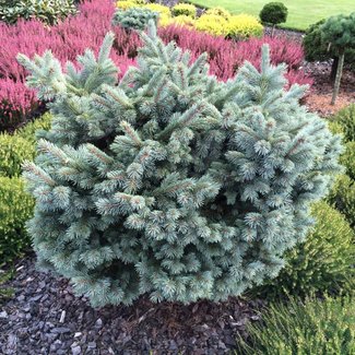 Picea engelmannii 'Cineiga'