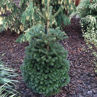 Abies nordmanniana 'Saerling'