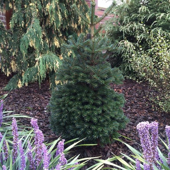 Abies nordmanniana 'Saerling'