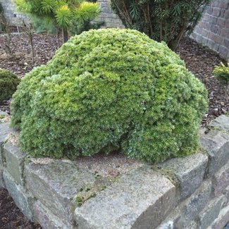 Abies koreana 'Silberkugel'