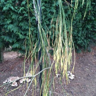 Chamaecyparis lawsoniana 'Sport Imbricata Pendula-Wiel'