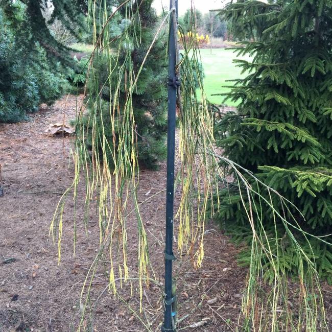 Chamaecyparis lawsoniana 'Sport Imbricata Pendula-Wiel'