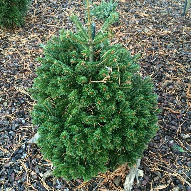 Abies nordmanniana 'Peli'