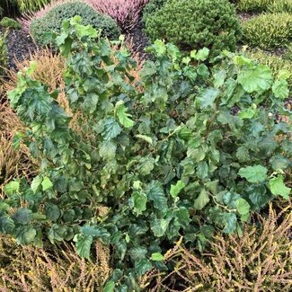 Corylus avellana 'Scooter'