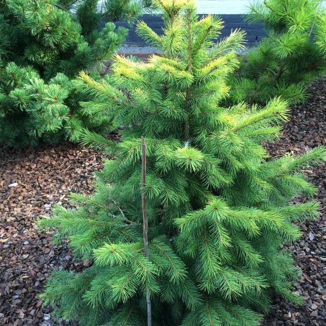 Picea smithiana 'Sunray'