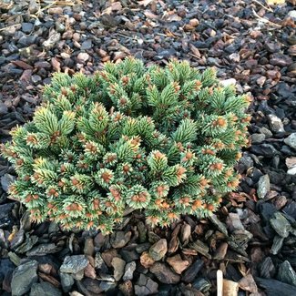 Picea abies 'Dolomieten'