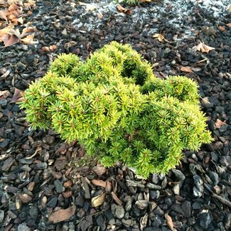 Abies borisii-regis 'J.R. Newman'