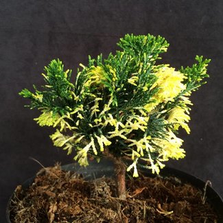 Chamaecyparis obtusa 'Christiaan K'