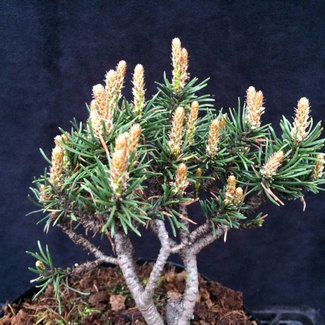 Pinus mugo 'Severnii Terase'