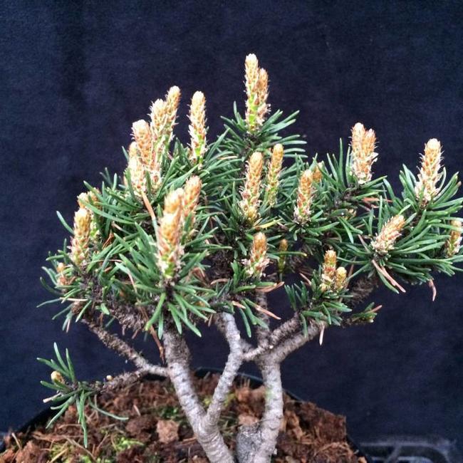 Pinus mugo 'Severnii Terase'