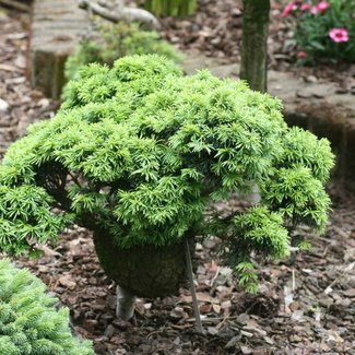 Abies concolor 'Igel' (syn. 'Horstmann's Igel')