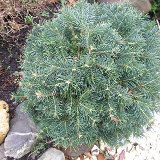 Abies lasiocarpa 'Green Globe'