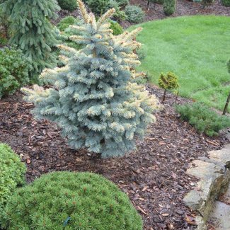 Picea pungens 'Walnut Glen' (syn. 'Goldie')