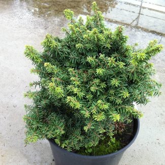 Tsuga canadensis 'Hussii'