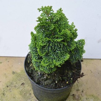 Chamaecyparis obtusa 'Ellie B'