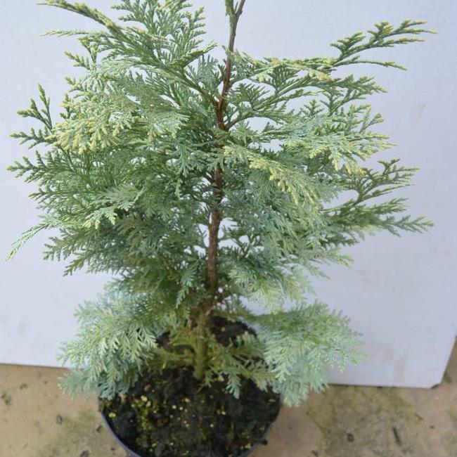 Chamaecyparis lawsoniana 'Hohen Moor'