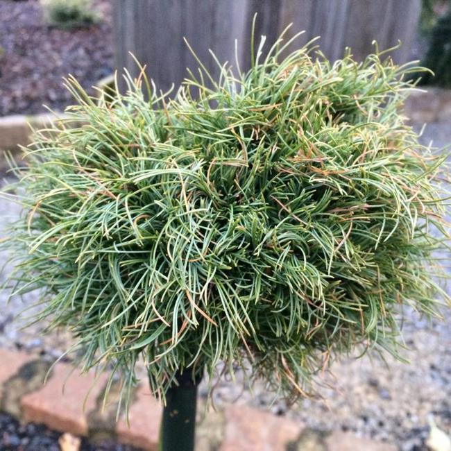 Pinus strobus 'Jamaican Curls'