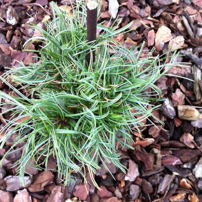 Pinus strobus 'Jamaican Curls'