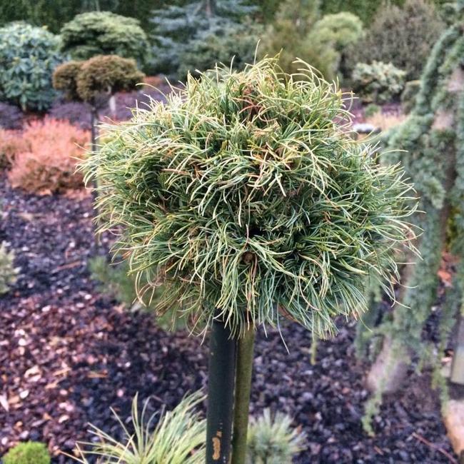 Pinus strobus 'Jamaican Curls'