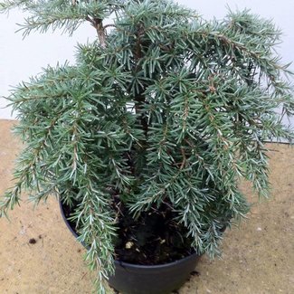 Tsuga heterophylla 'Ray Godfrey'