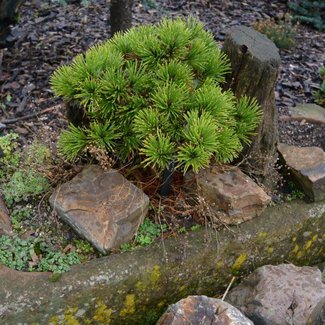 Pinus contorta 'Sonora Pass'