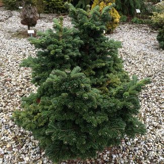 Abies borisii-regis 'Greece'