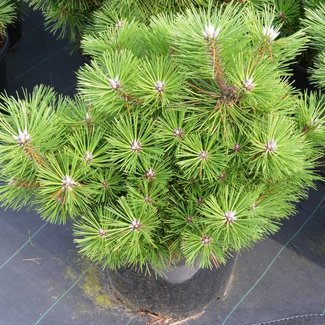 Pinus thunbergii 'Maijima'