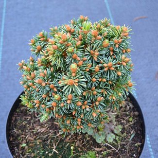 Picea abies 'Pitzi 2'