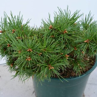 Pinus uncinata 'Pepino'