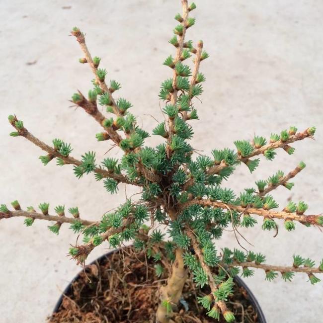 Larix laricina 'Sweet Gumball'