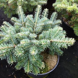 Abies koreana 'Tanja'