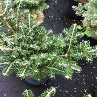 Abies koreana 'Tordis'