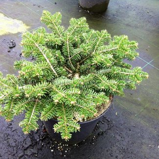 Abies nordmanniana 'Kilian'