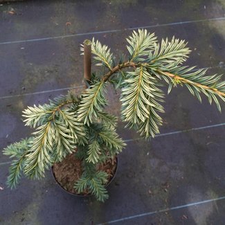 Taxus baccata 'Dorothea'