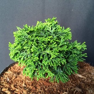 Chamaecyparis obtusa 'Greenstone'