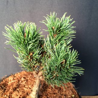 Pinus parviflora 'Daiset Susan'