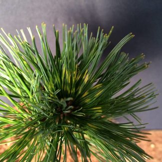 Pinus parviflora 'Himeko Janome'