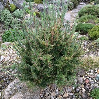 Larix laricina 'American Pine'