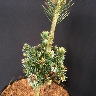 Picea omorika 'Gunther'