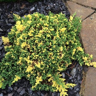 Juniperus procumbens 'Lighting Spot'