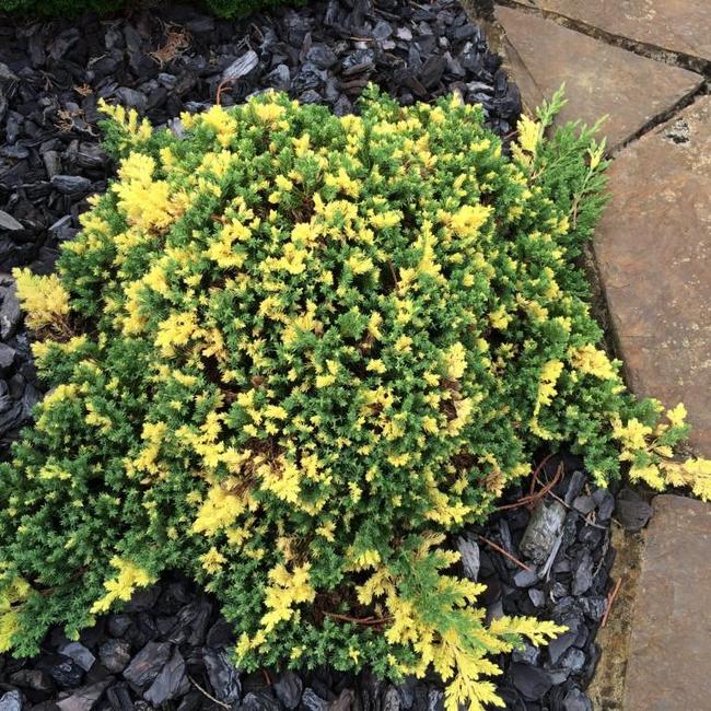 Juniperus procumbens 'Lighting Spot'