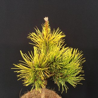 Pinus mugo 'Balkan Aurea'